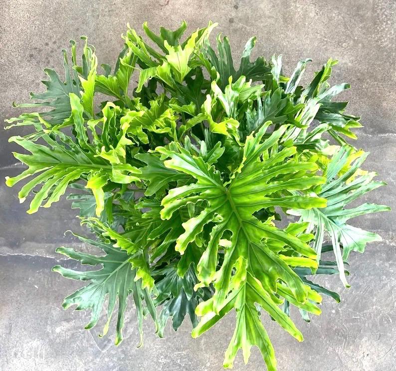Philodendron Lickity Split starter plant **(ALL plants require you to purchase ANY 2 plants!)**