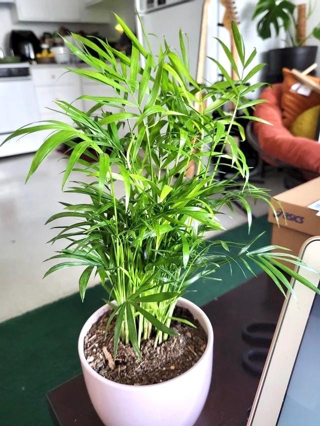 Neanthe bella parlor palm starter plant **(ALL plants require you to purchase ANY 2 plants!)**