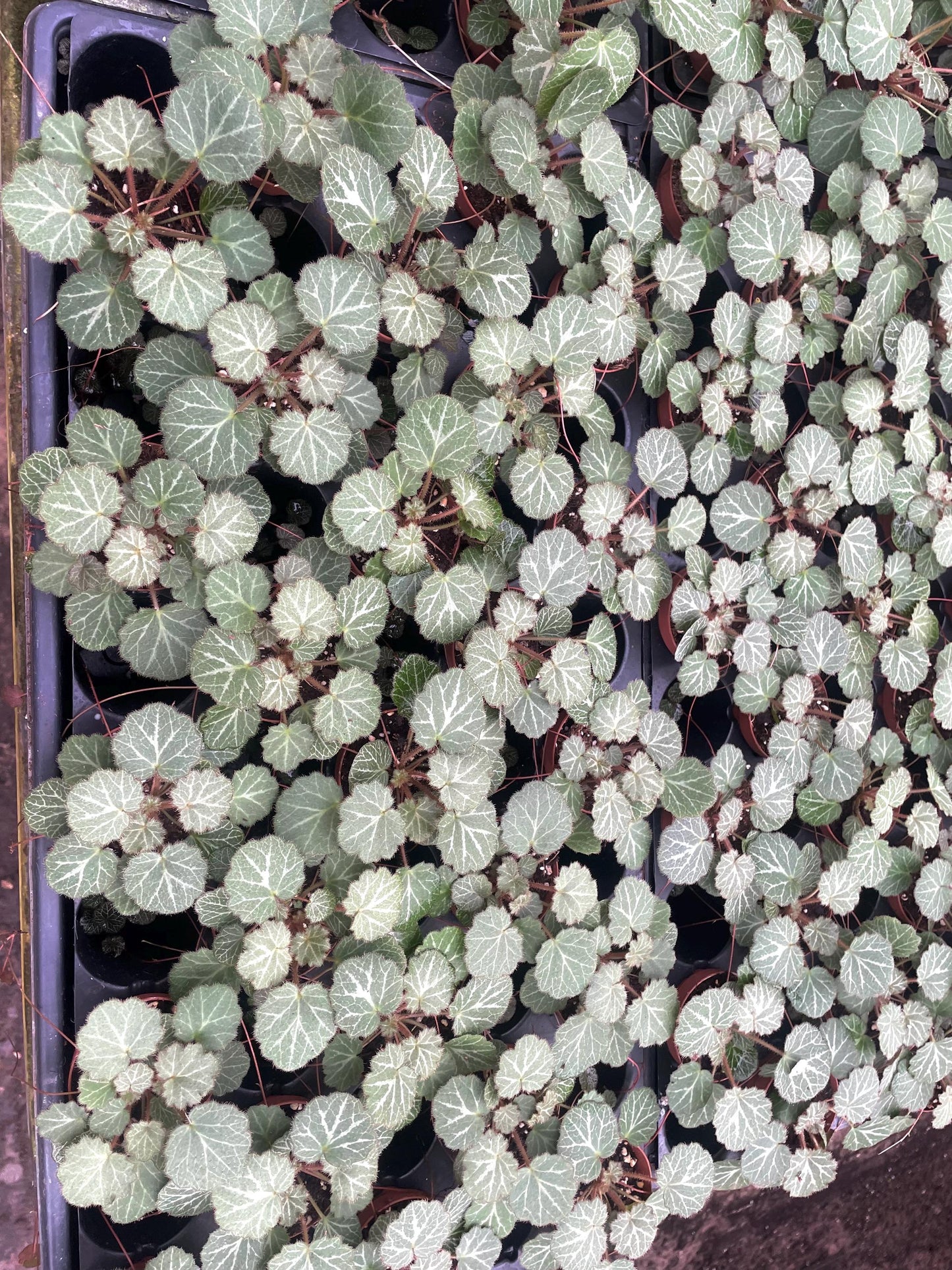 Strawberry Begonia (saxifraga stolonifera) starter Plant (ALL PLANTS require you to purchase 2 plants!)**
