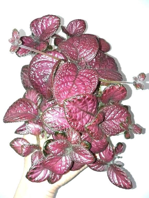 Episcia pink temptation variegated flowering African violet 2” plant **(ALL plants require you to purchase ANY 2 plants!)**