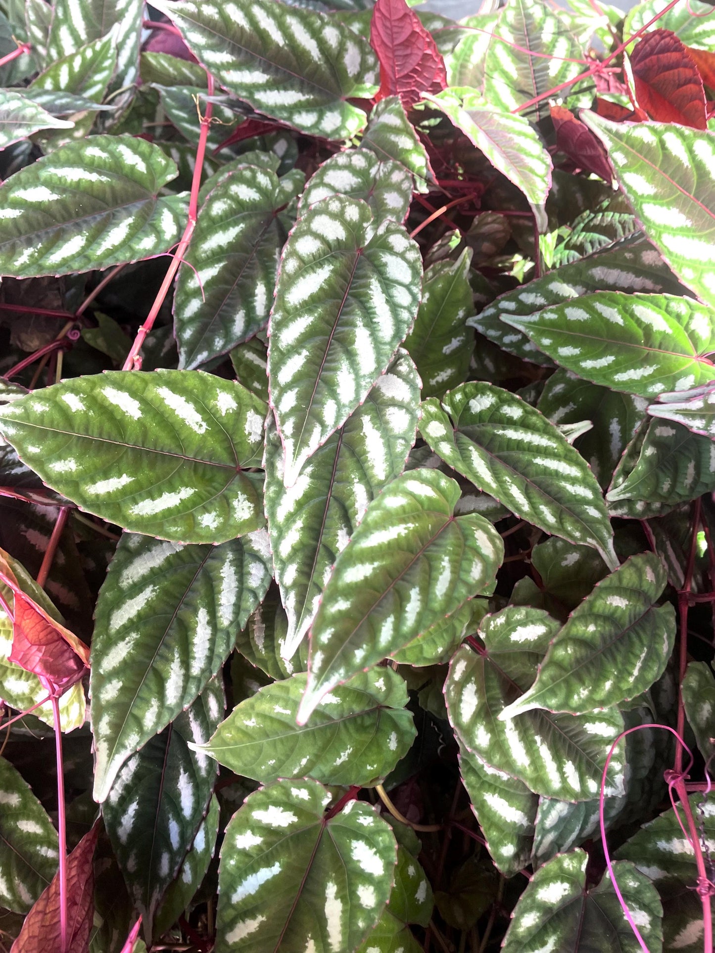 Cissus Discolor vining starter plant **(ALL plants require you to purchase ANY 2 plants!)**