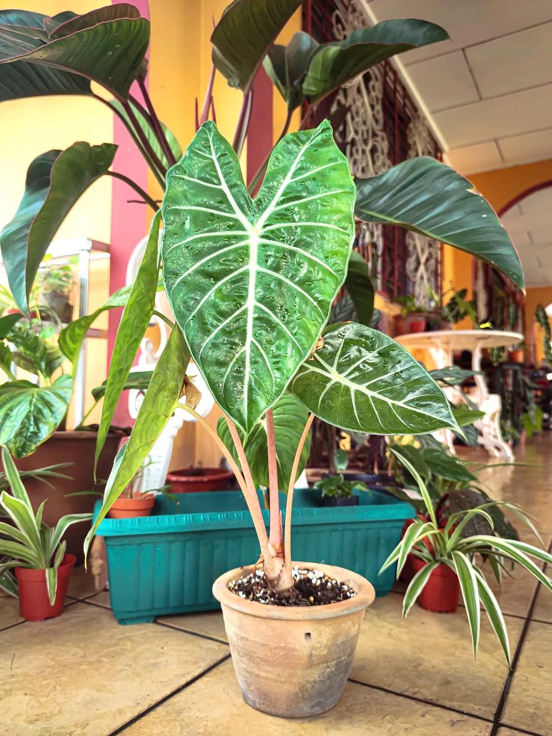 Alocasia Morocco Pink Dragon starter plant **(ALL plants require you to purchase ANY 2 plants!)**