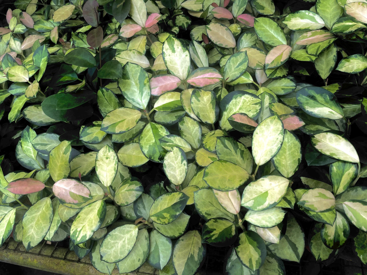 Hoya Carnosa Variegated Australis “Lisa” starter plant **(ALL plants require you to purchase ANY 2 plants!)**