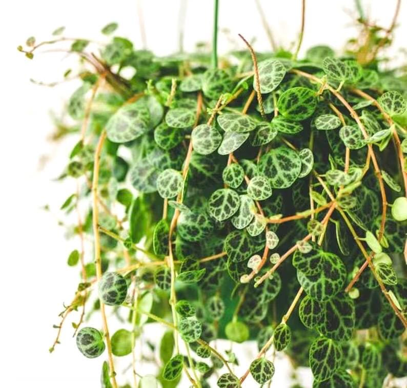 String of Turtles Vining starter plant (perfect for hanging baskets) **(ALL plants require you to purchase ANY 2 plants!)**