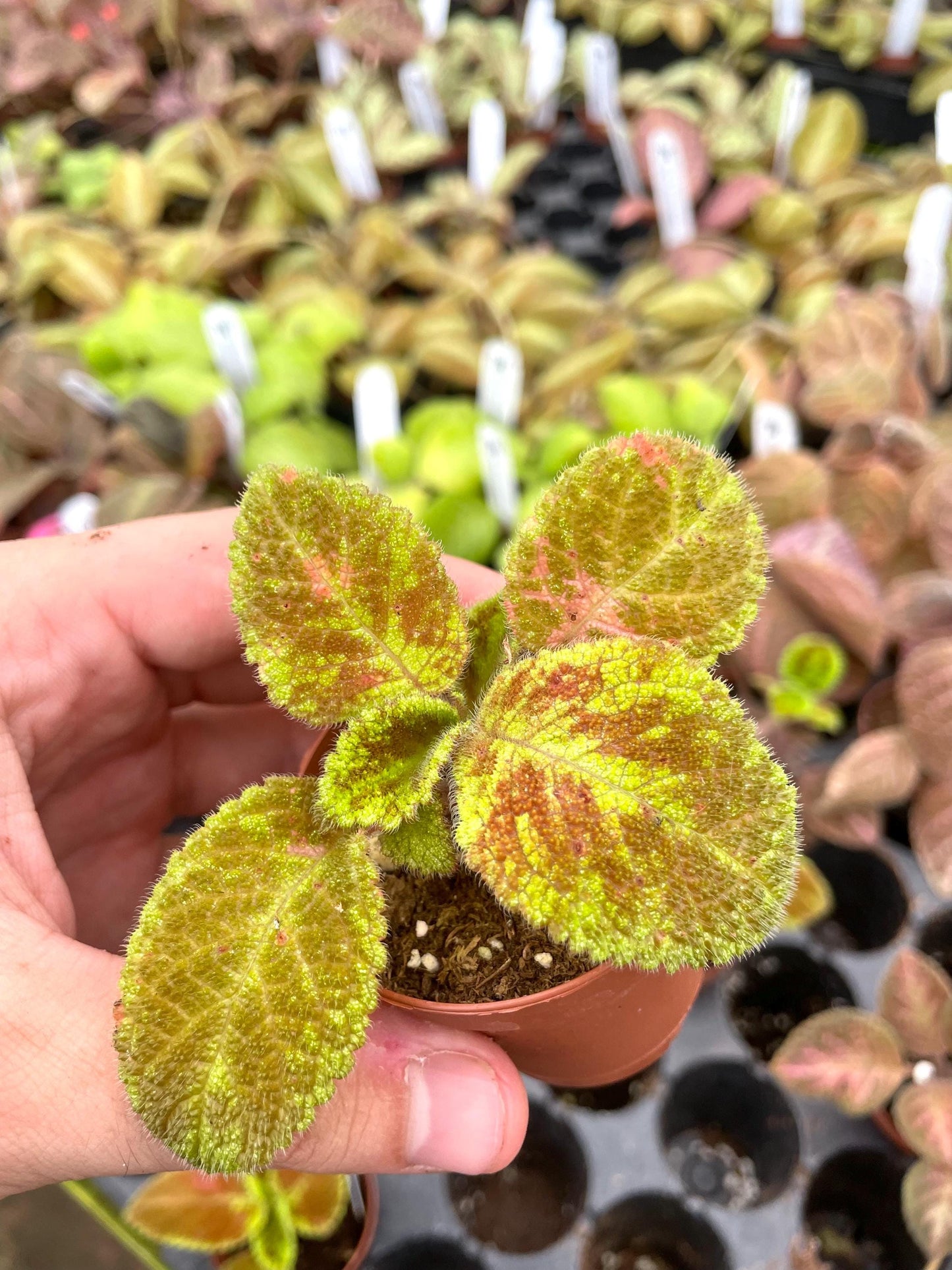 Episcia Green Emerald velvet variegated flowering African violet 2” plant **(ALL plants require you to purchase ANY 2 plants!)**