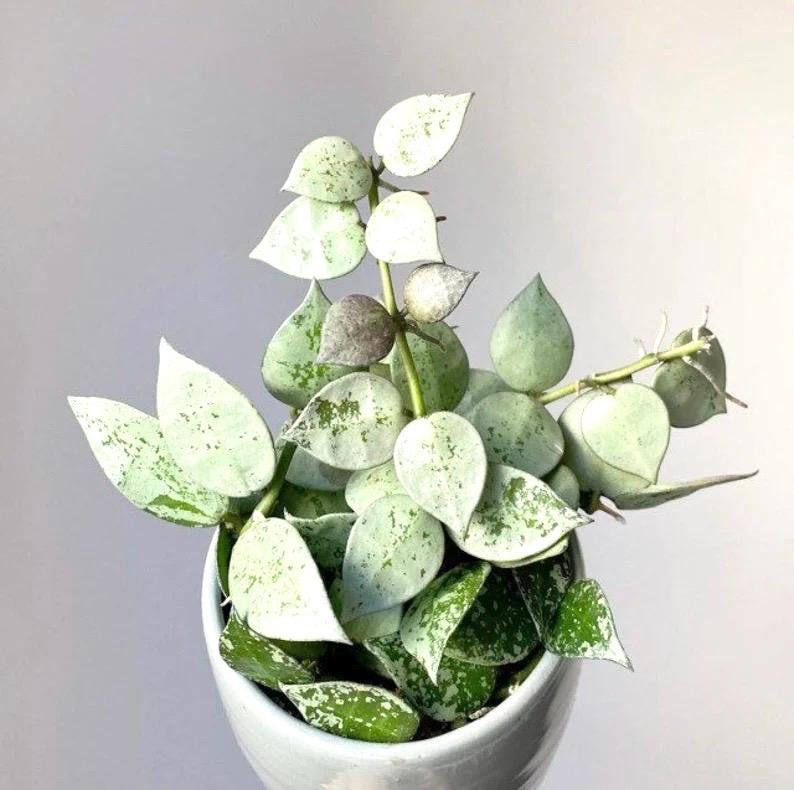 Hoya Krohniana Eskimo silver starter plant **(ALL plants require you to purchase ANY 2 plants!)**