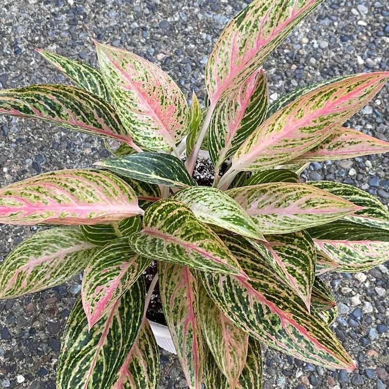 Aglaonema Jazzed Gems starter plant **(ALL plants require you to purchase ANY 2 plants!)**