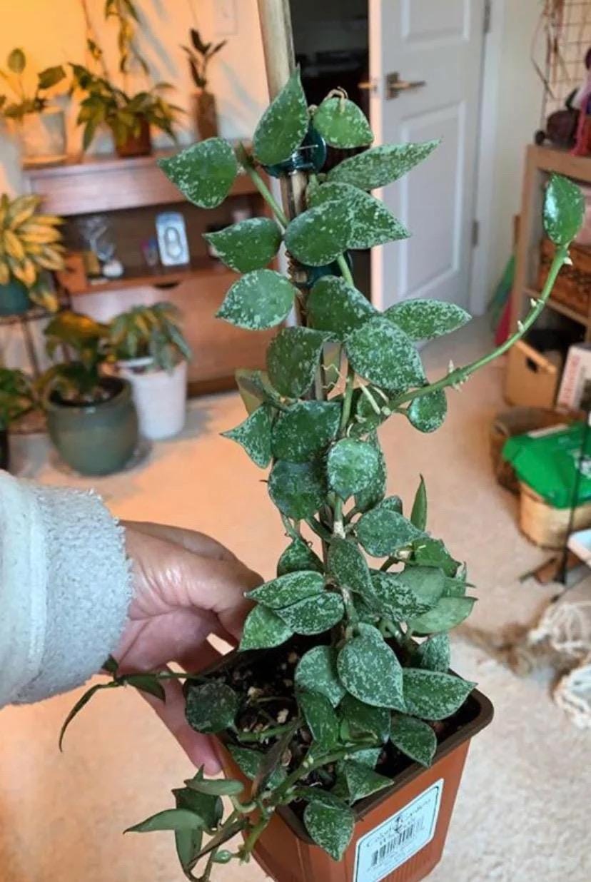 Hoya Krohniana Splash 2” plant **(ALL plants require you to purchase ANY 2 plants!)**