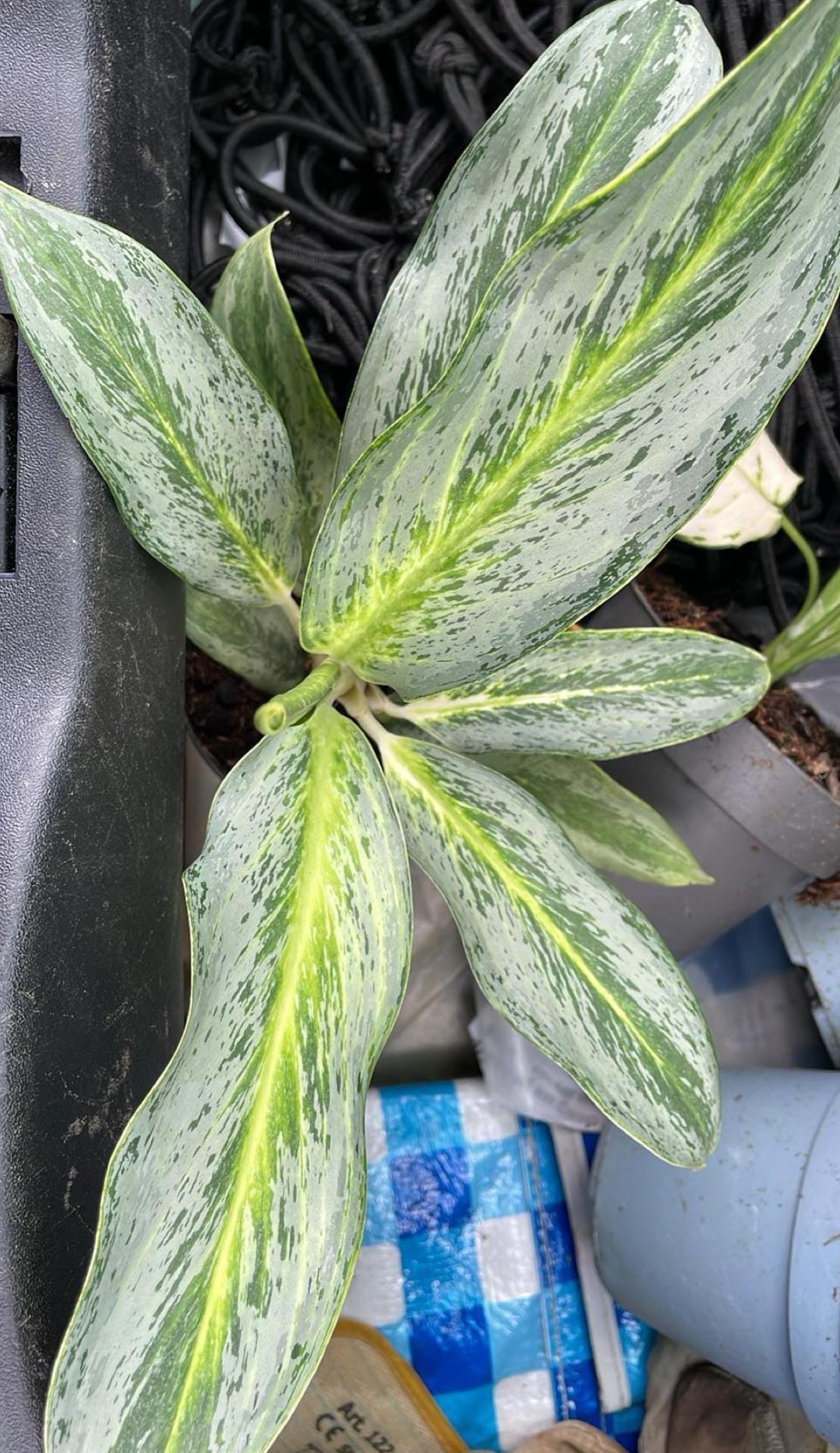Aglaonema White rain starter plant **(ALL plants require you to purchase ANY 2 plants!)**