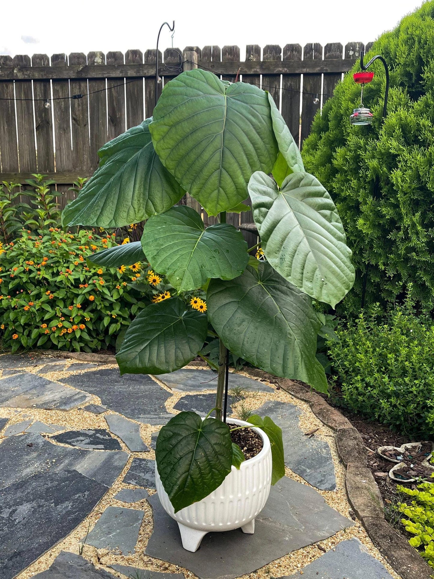 Ficus Umbrella tree starter plant **(ALL plants require you to purchase ANY 2 plants!)**