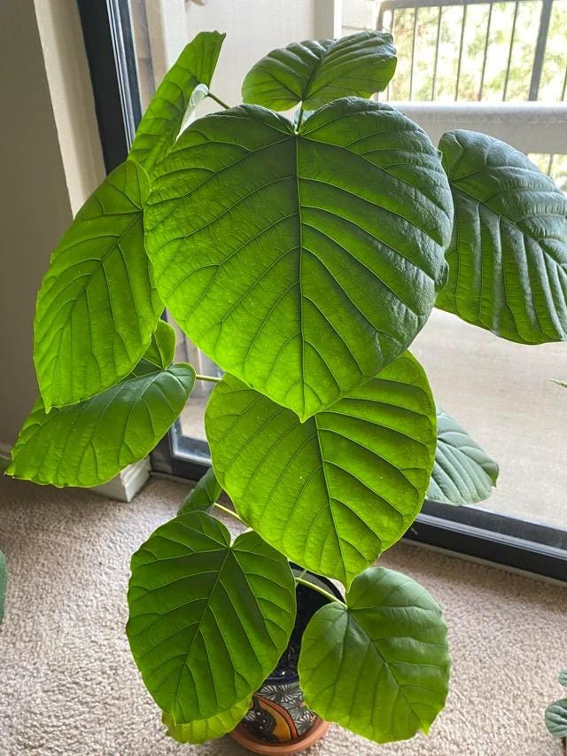 Ficus Umbrella tree 4” plant **(ALL plants require you to purchase ANY 2 plants!)**