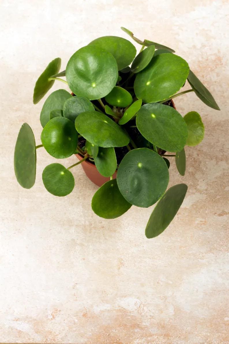 all money plant Pilea peperomioides “Chinese money” “UFO plant” starter plant **(ALL p – GoldenGreeneryCo