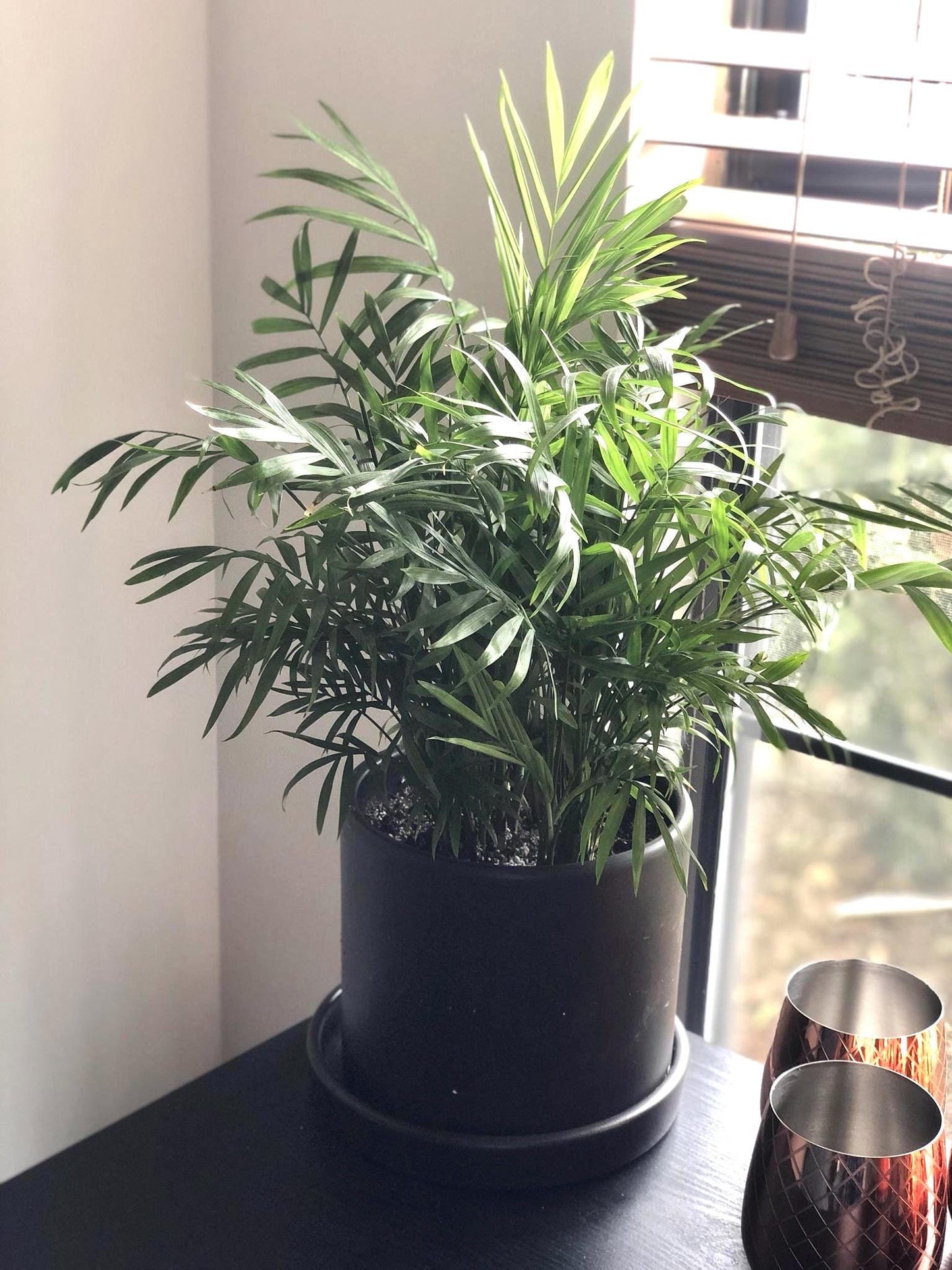 Chamaedorea elegans palm starter plant **(ALL plants require you to purchase ANY 2 plants!)**