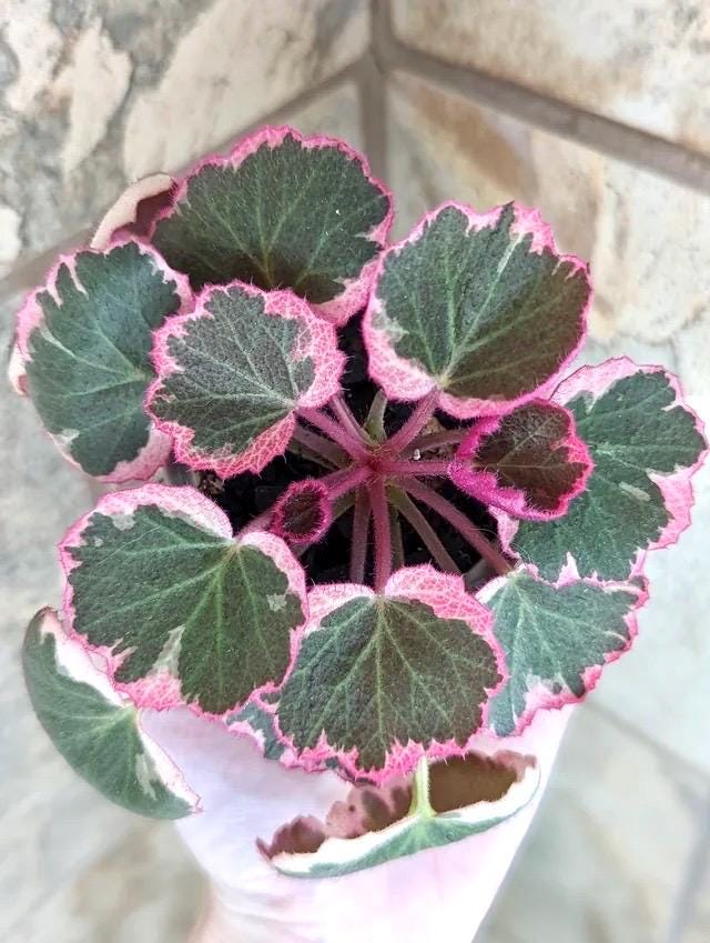 Variegated Strawberry Begonia (saxifraga stolonifera ) 2” Plant (ALL PLANTS require you to purchase 2 plants!)**
