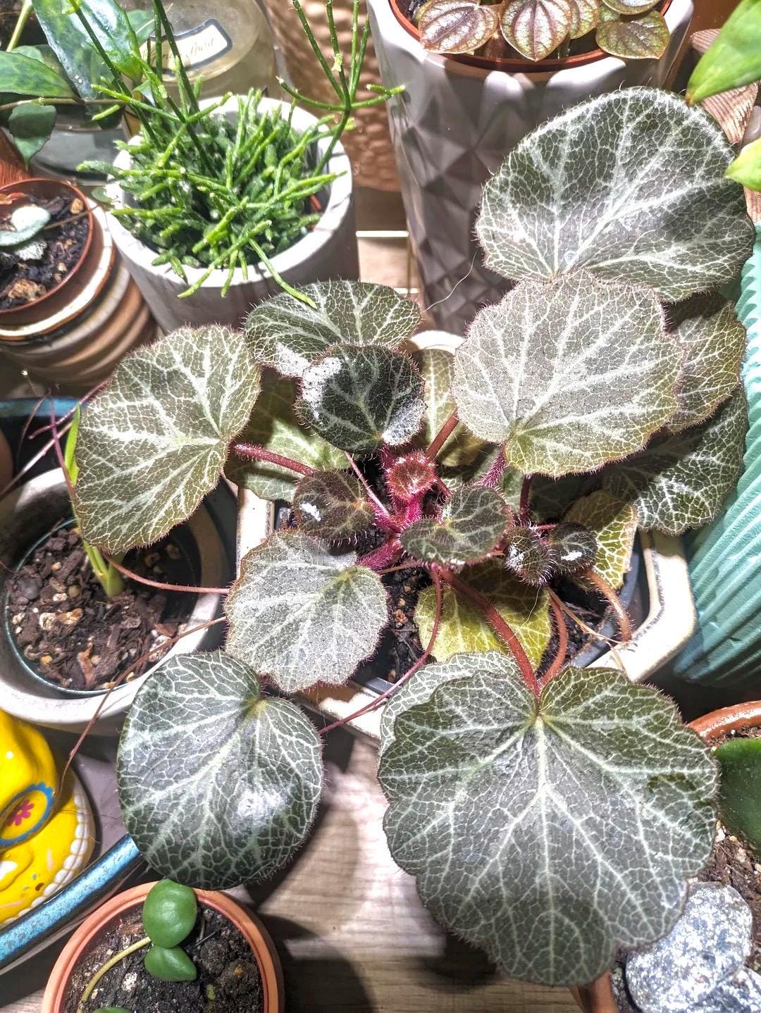 Strawberry Begonia (saxifraga stolonifera ) 2” Plant (ALL PLANTS require you to purchase 2 plants!)**