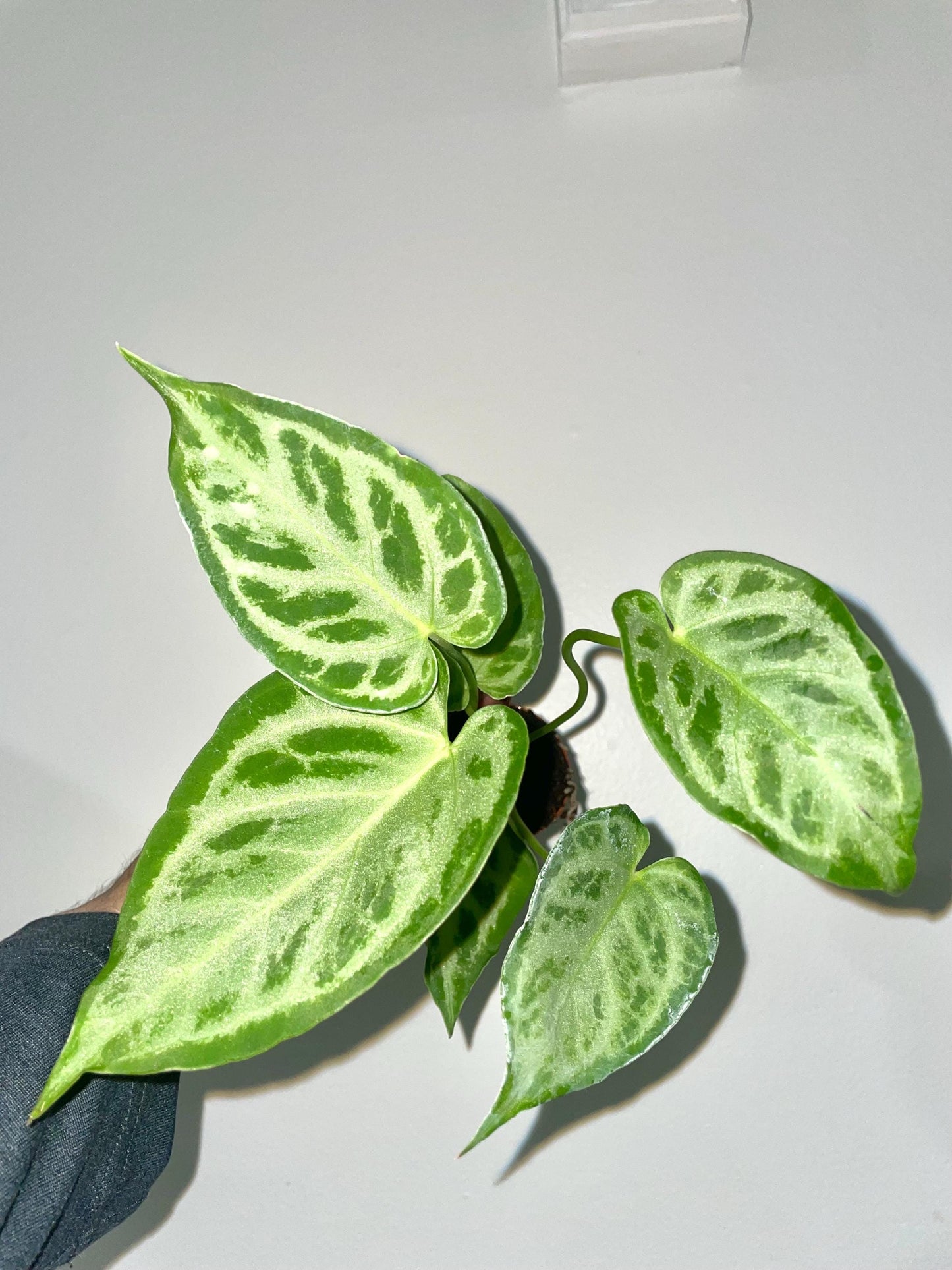 Anthurium Silver Blush starter plant **(ALL plants require you to purchase ANY 2 plants!)**