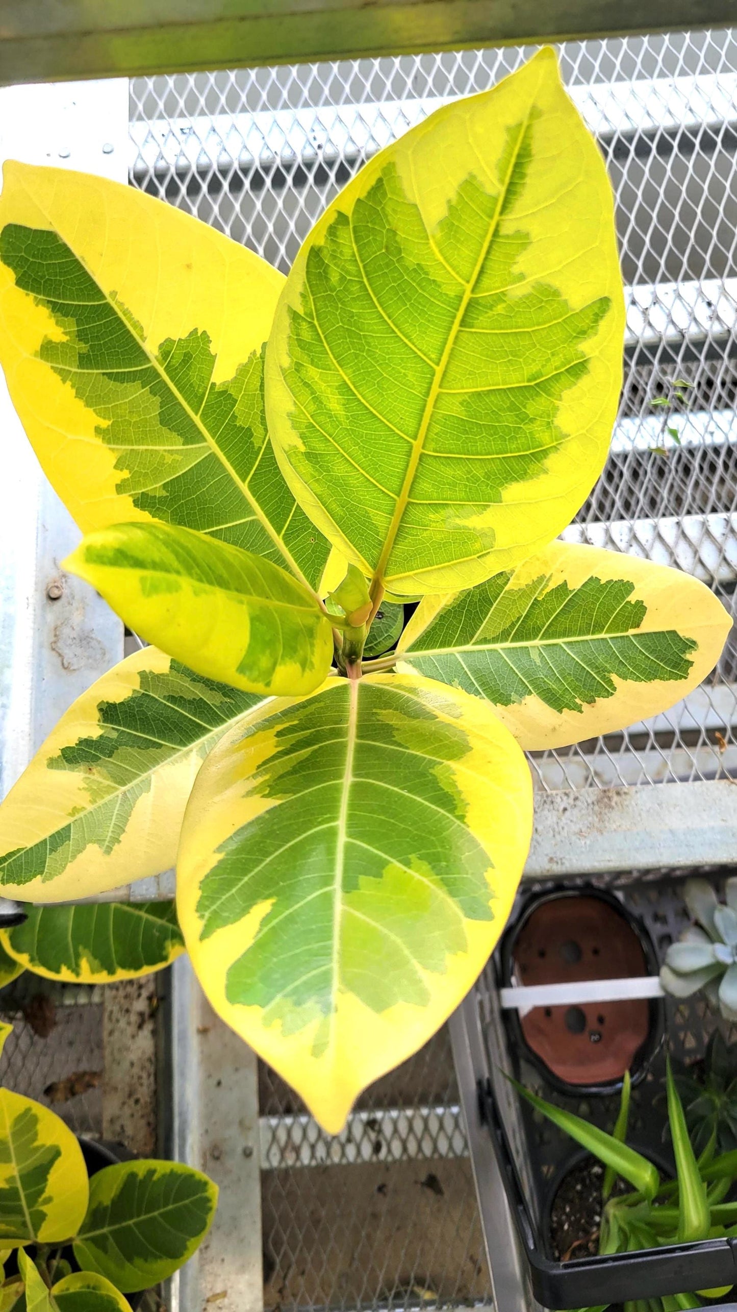 Ficus Elastica Altissima Yellow gem starter plant **(ALL plants require you to purchase ANY 2 plants!)**