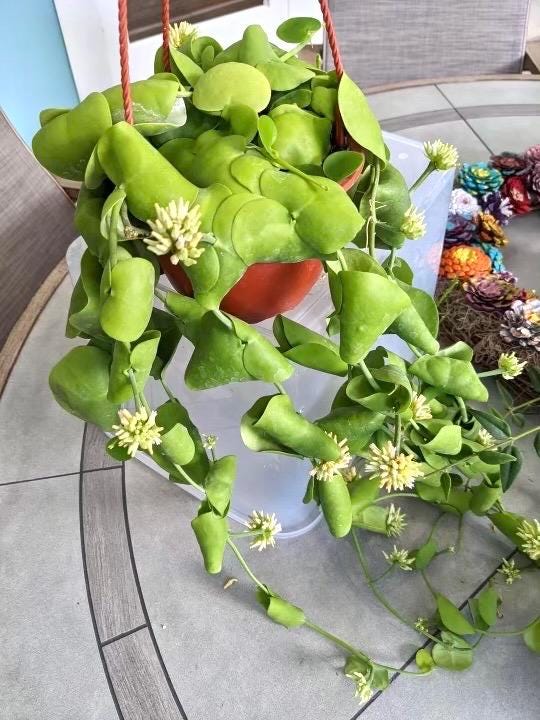 Dischida platyphylla 2” plant **(ALL plants require you to purchase ANY 2 plants!)**