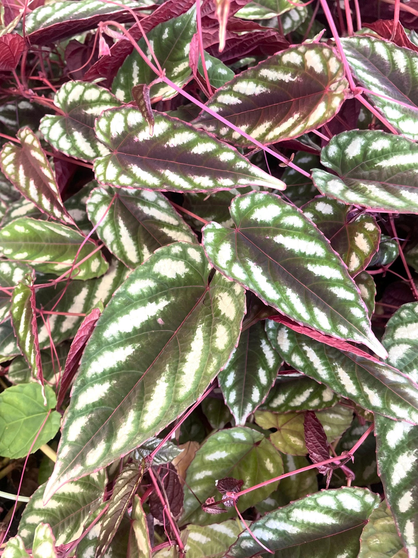 Cissus Discolor vining starter plant **(ALL plants require you to purchase ANY 2 plants!)**