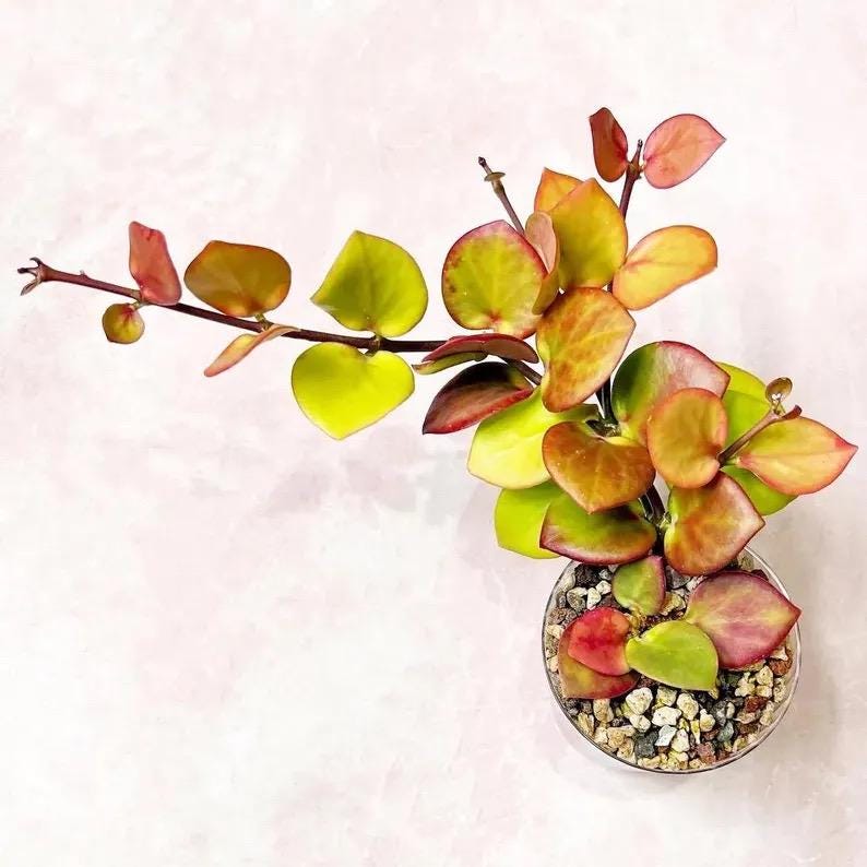 Hoya NS-05 rare 2” plant **(ALL plants require you to purchase ANY 2 plants!)**