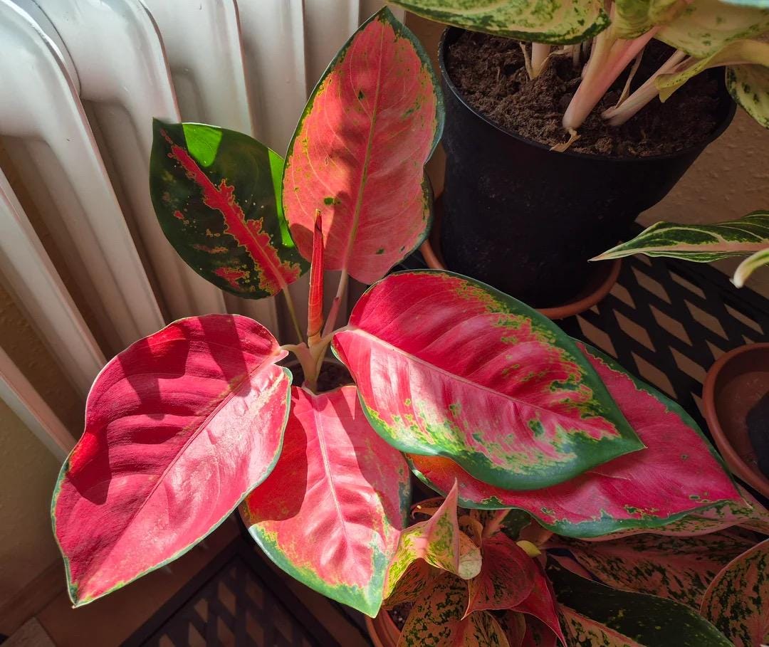 star king aglaonema Aglaonema Star king “Rare” starter plant **(ALL plants require you to purchase ANY 2 plants!)**