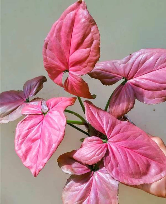 Syngonium pink perfection starter plant