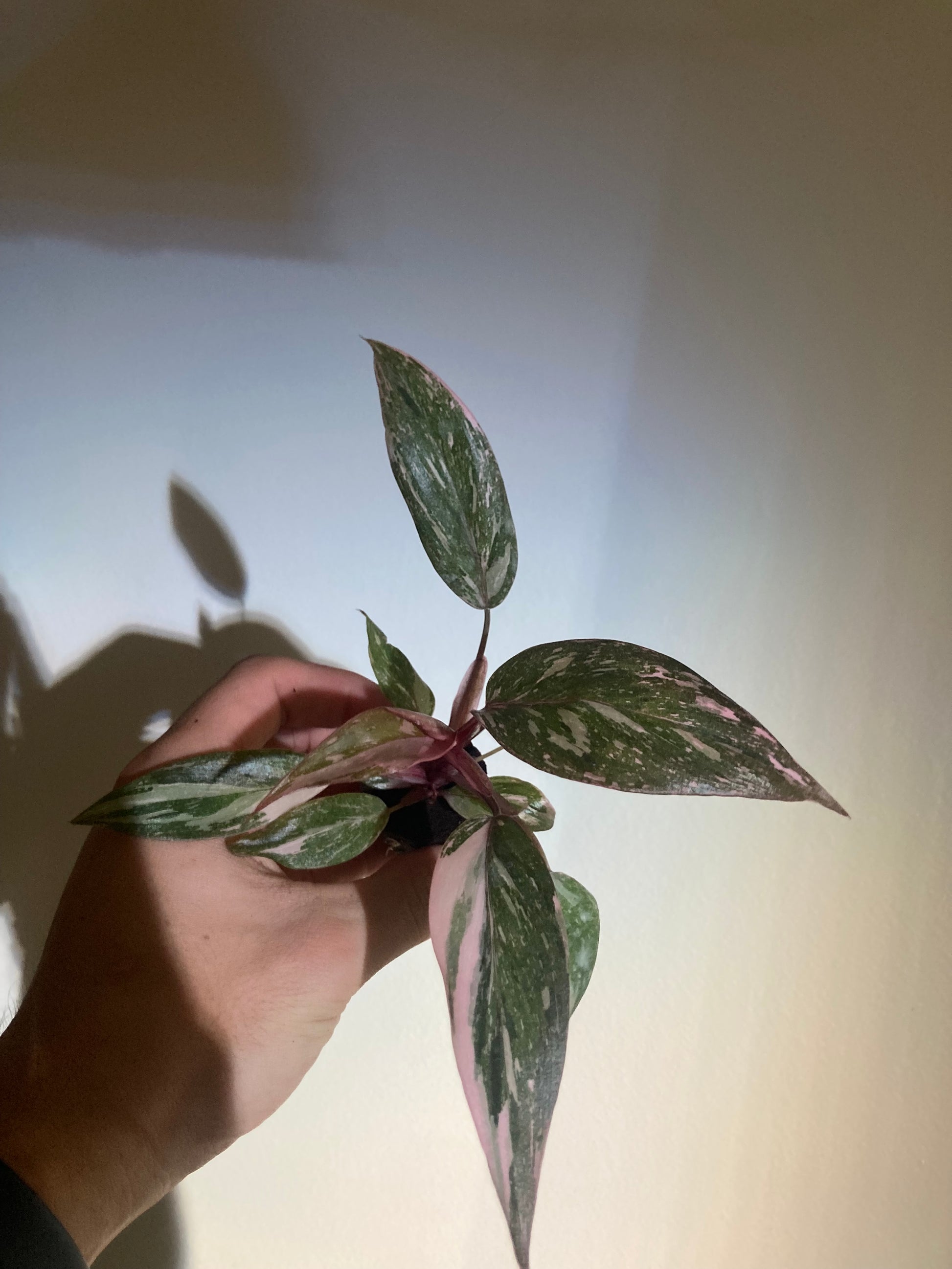 black cherry philodendron Philodendron black cherry princess starter plant