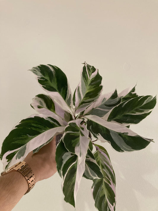 Calathea Stella 4” houseplant