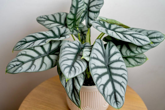 Alocasia Silver Dragon starter plant **(ALL plants require you to purchase ANY 2 plants!)**