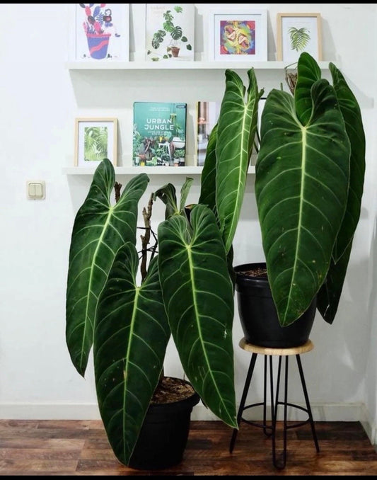 Philodendron Melanochrysum 4” plant (short) **(ALL plants require you to purchase ANY 2 plants!)**