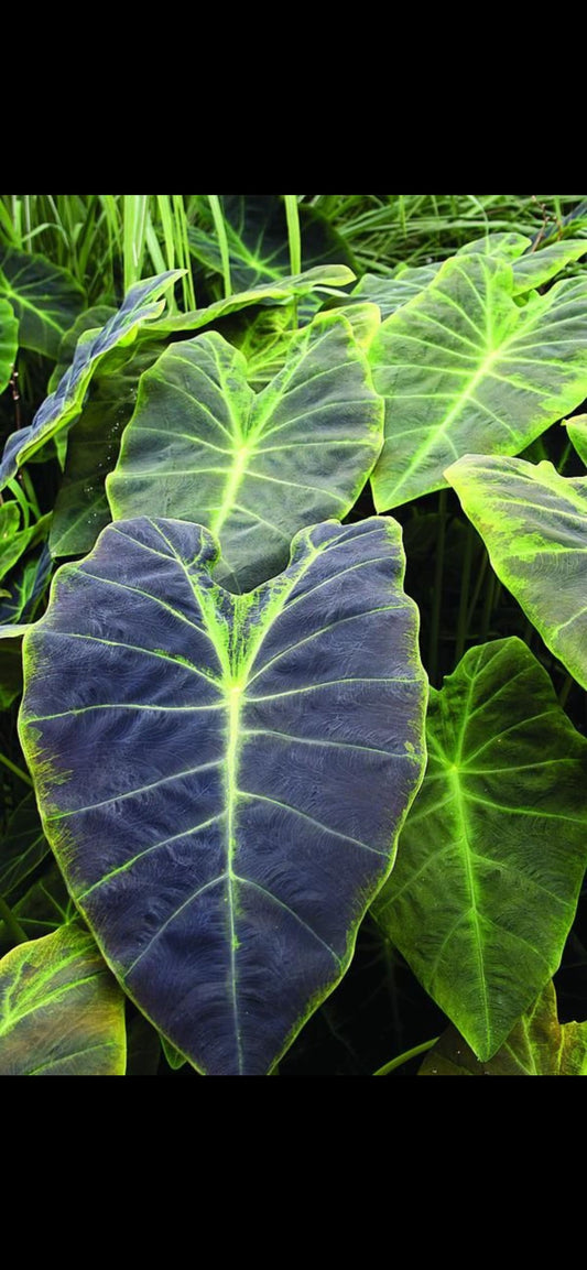 Colocasia Black beauty starter plant **(ALL plants require you to purchase ANY 2 plants!)**
