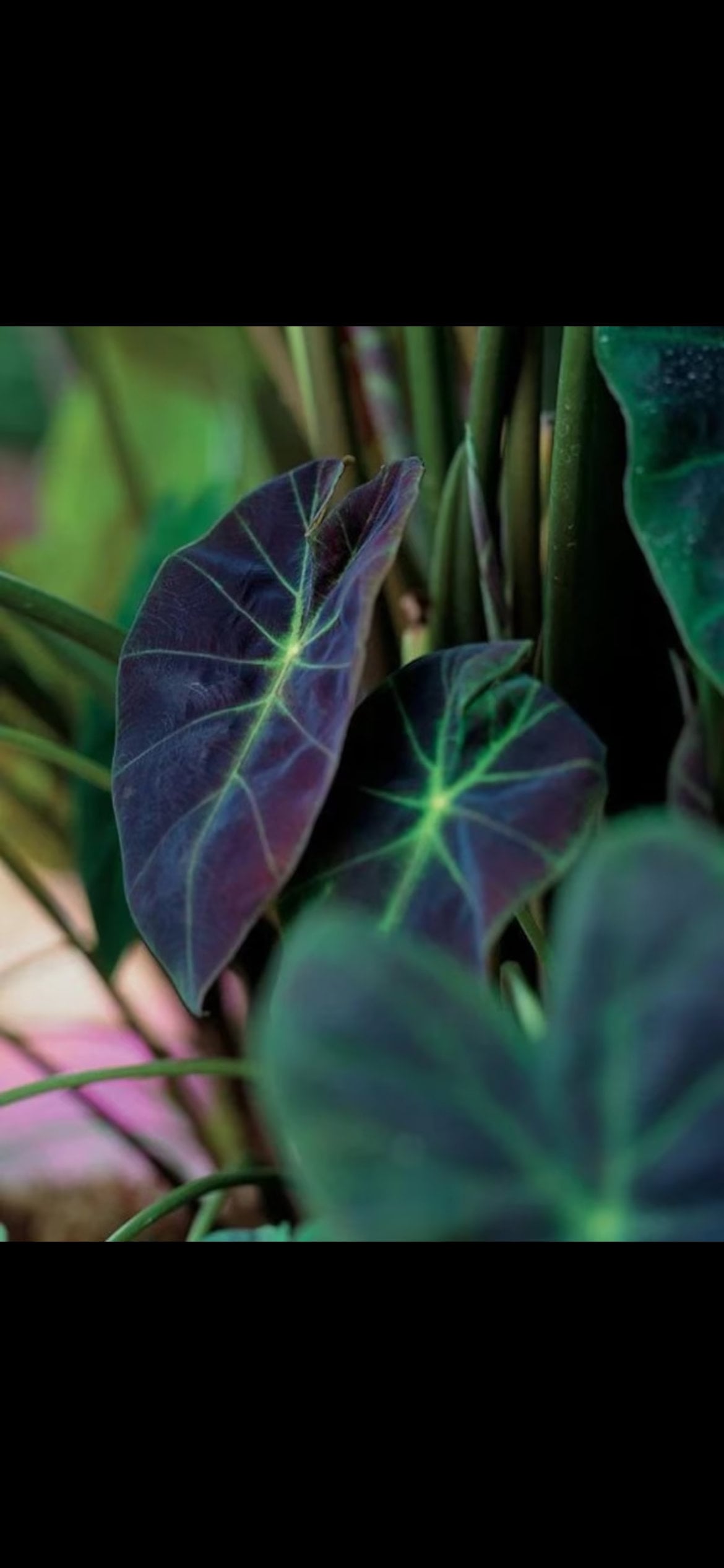 Colocasia Black beauty starter plant **(ALL plants require you to purchase ANY 2 plants!)**