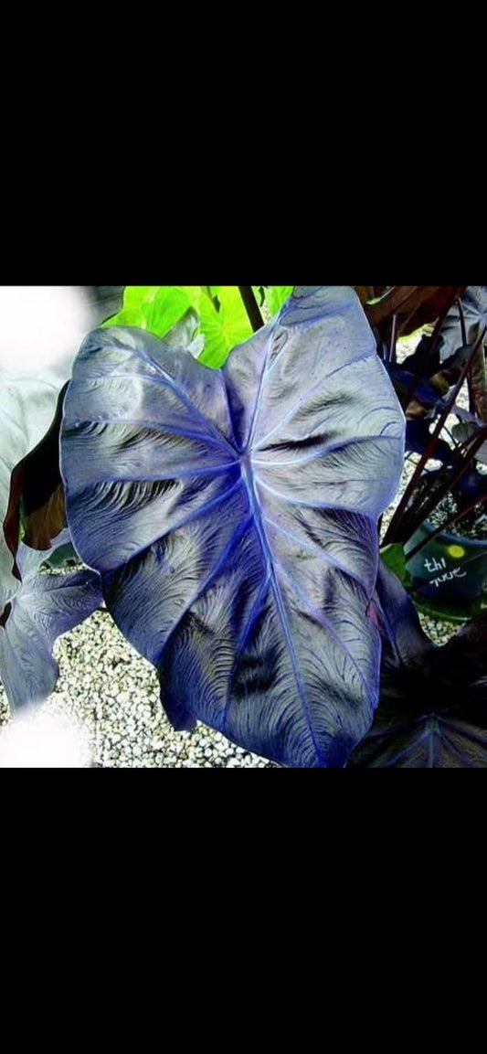 Colocasia black coral starter plant **(ALL plants require you to purchase ANY 2 plants!)**