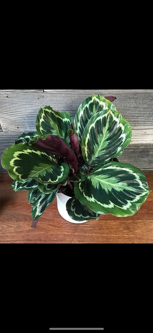 Calathea Medallion starter plant **(ALL plants require you to purchase ANY 2 plants!)**