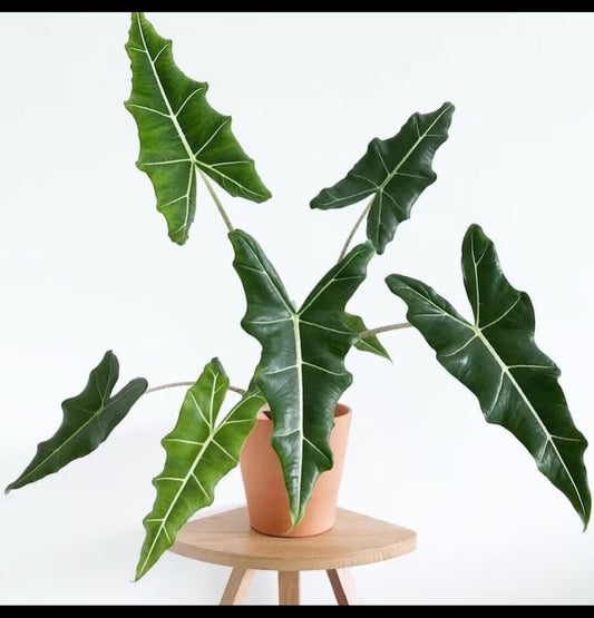 Alocasia Sarian starter plant **(ALL plants require you to purchase ANY 2 plants!)**