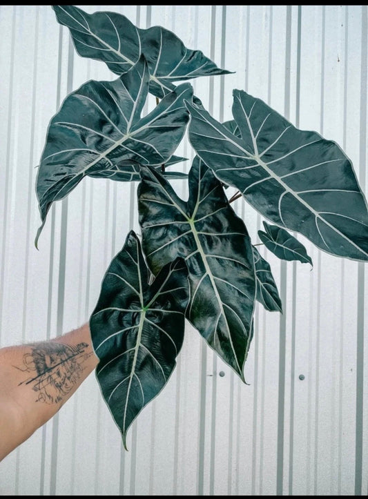 Alocasia Dragon Tooth starter plant **(ALL plants require you to purchase ANY 2 plants!)**