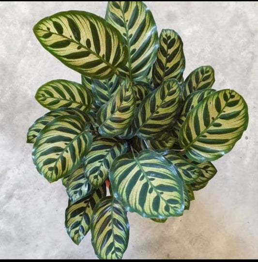 Calathea Makoyanna peacock starter plant **(ALL plants require you to purchase ANY 2 plants!)**