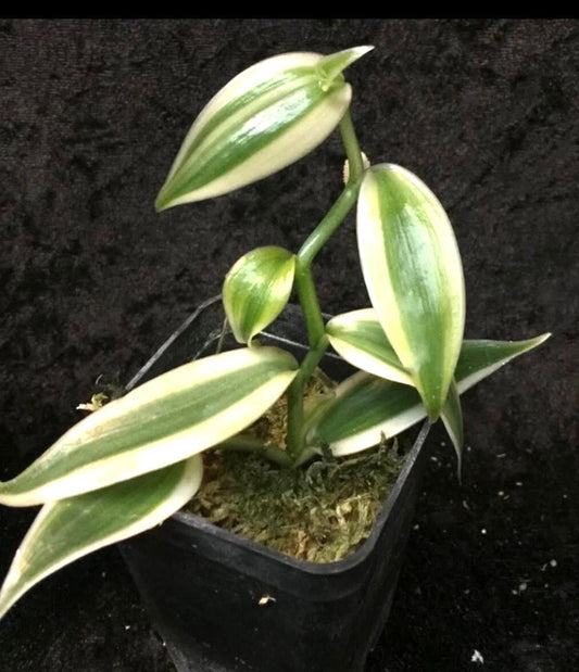 Variegated Vanilla orchid starter plant **(ALL plants require you to purchase ANY 2 plants!)**