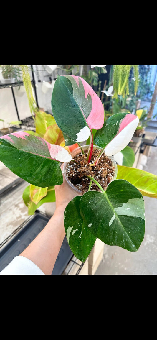 Philodendron White princess (10 pack) “starter plants”