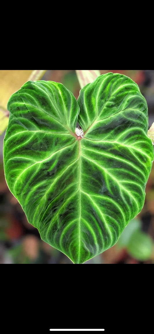 Philodendron Verrucosum starter plant **(ALL plants require you to purchase ANY 2 plants!)**