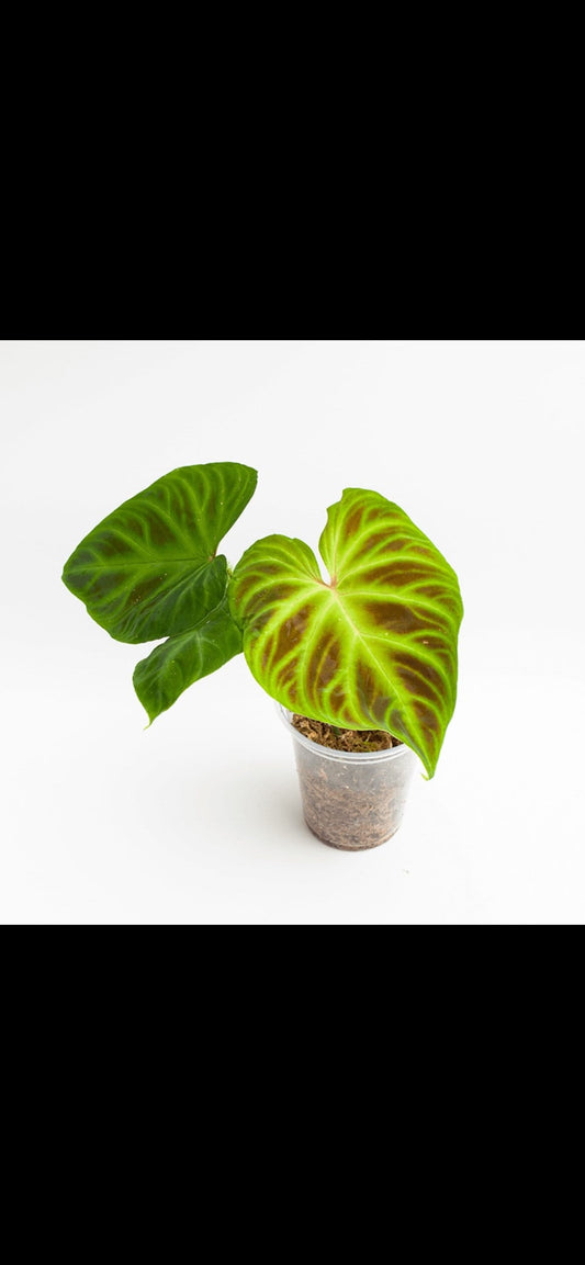 Philodendron Verrucosum esmeraldas starter plant **(ALL plants require you to purchase ANY 2 plants!)**