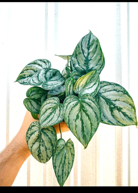 Philodendron Brandtianum “Brandi” starter plant **(ALL plants require you to purchase ANY 2 plants!)**