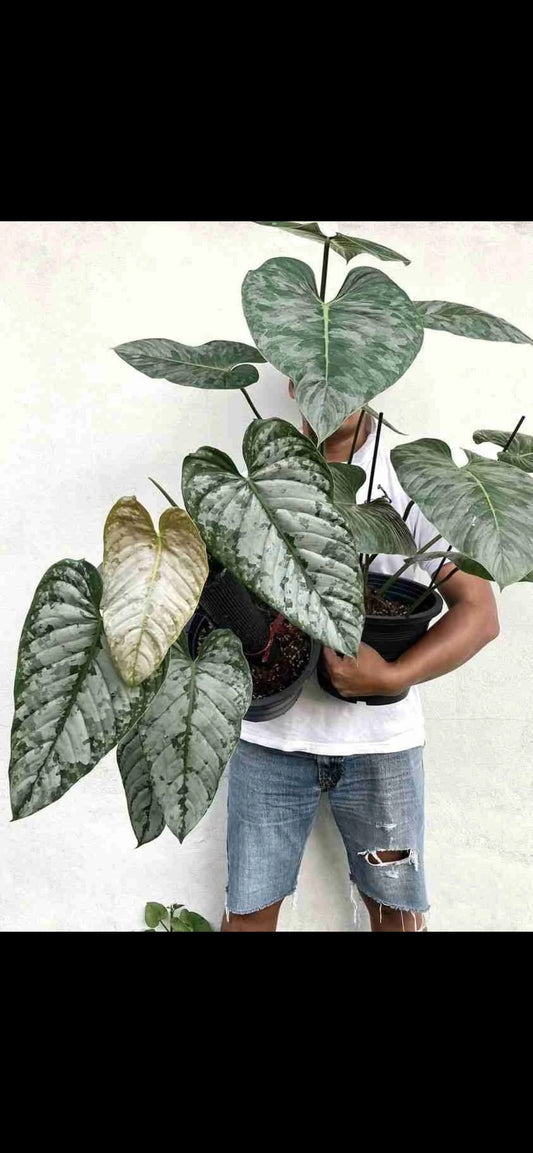 Philodendron “Brandi” 4”  plant **(ALL plants require you to purchase ANY 2 plants!)**