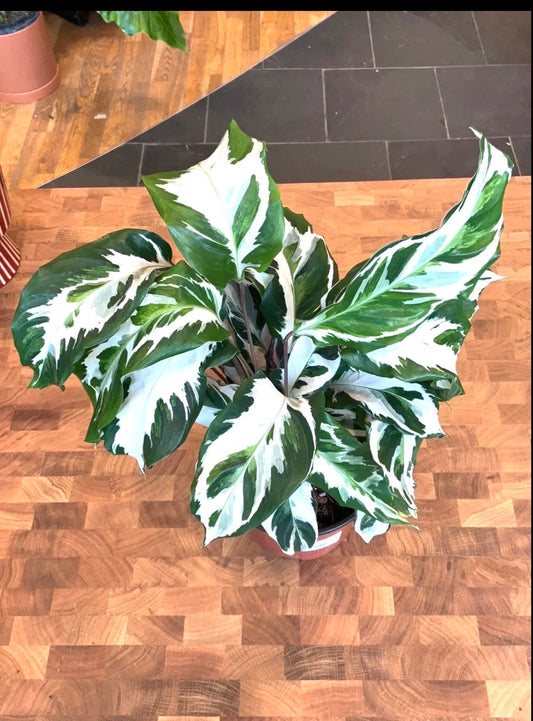 Calathea Stella 4” plant **(ALL plants require you to purchase ANY 2 plants!)**