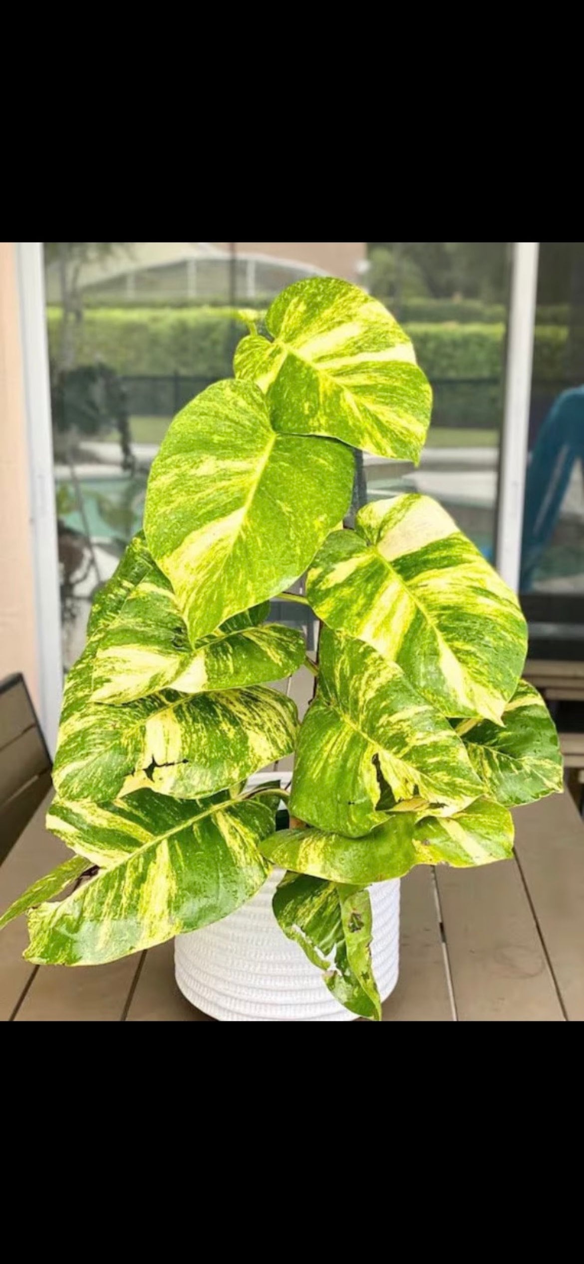 Giant Hawaiian Pothos starter plant **(ALL plants require you to purchase ANY 2 plants!)**