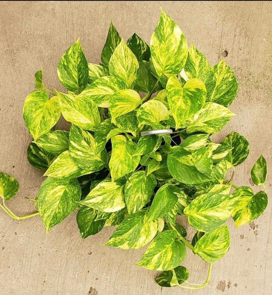 Churchill Gold Pothos starter plant **(ALL plants require you to purchase ANY 2 plants!)**