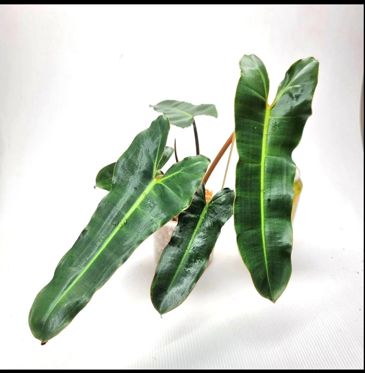 Philodendron Black Billataie starter plant **(ALL plants require you to purchase ANY 2 plants!)**