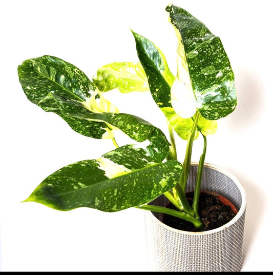 Philodendron Jose Buono starter plant **(ALL plants require you to purchase ANY 2 plants!)**
