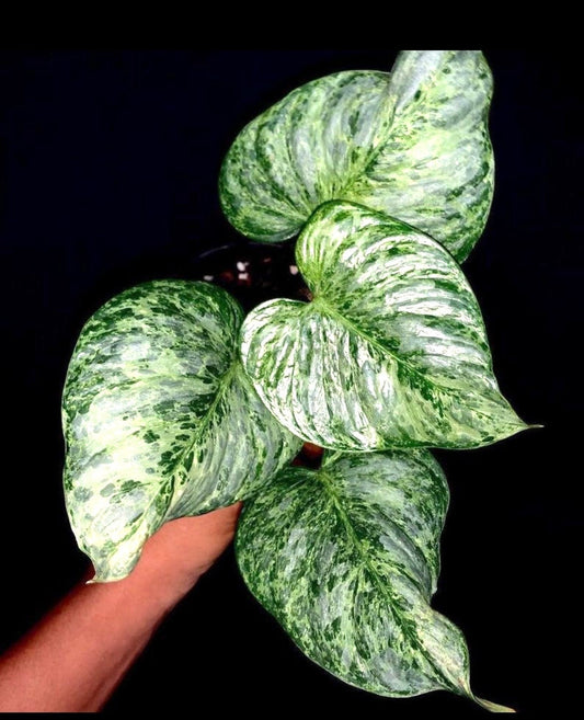 Philodendron Variegated Sodiroi starter plant **(ALL plants require you to purchase ANY 2 plants!)**
