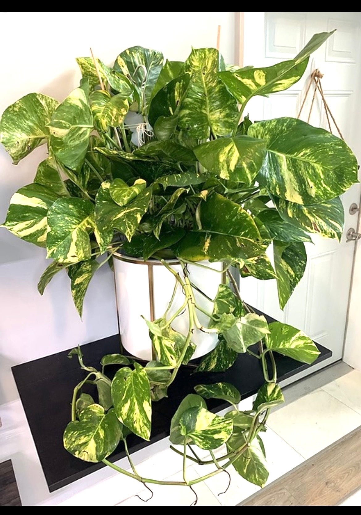 Hawaiian Pothos starter plant **(ALL plants require you to purchase ANY 2 plants!)**